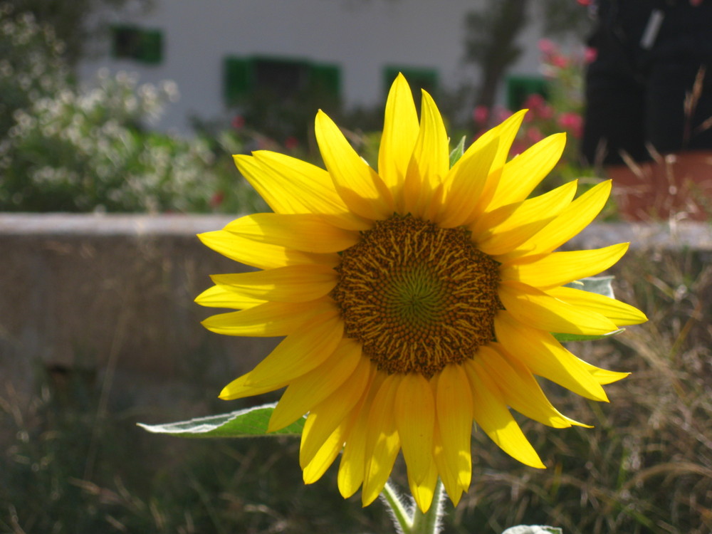 Girasole