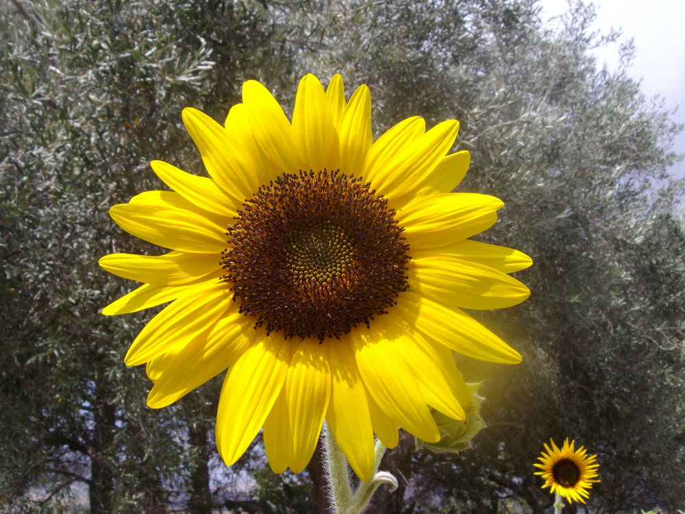 Girasole