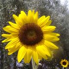 Girasole