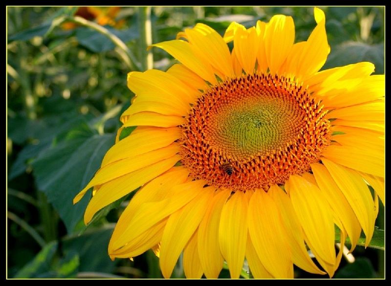 Girasole