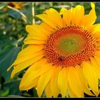 Girasole