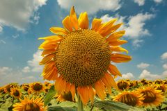 girasole