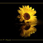 Girasole