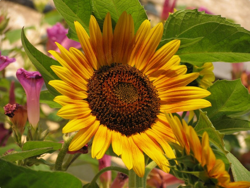 Girasole ornamentale (Helianthus annuus)