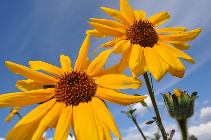 Girasoles