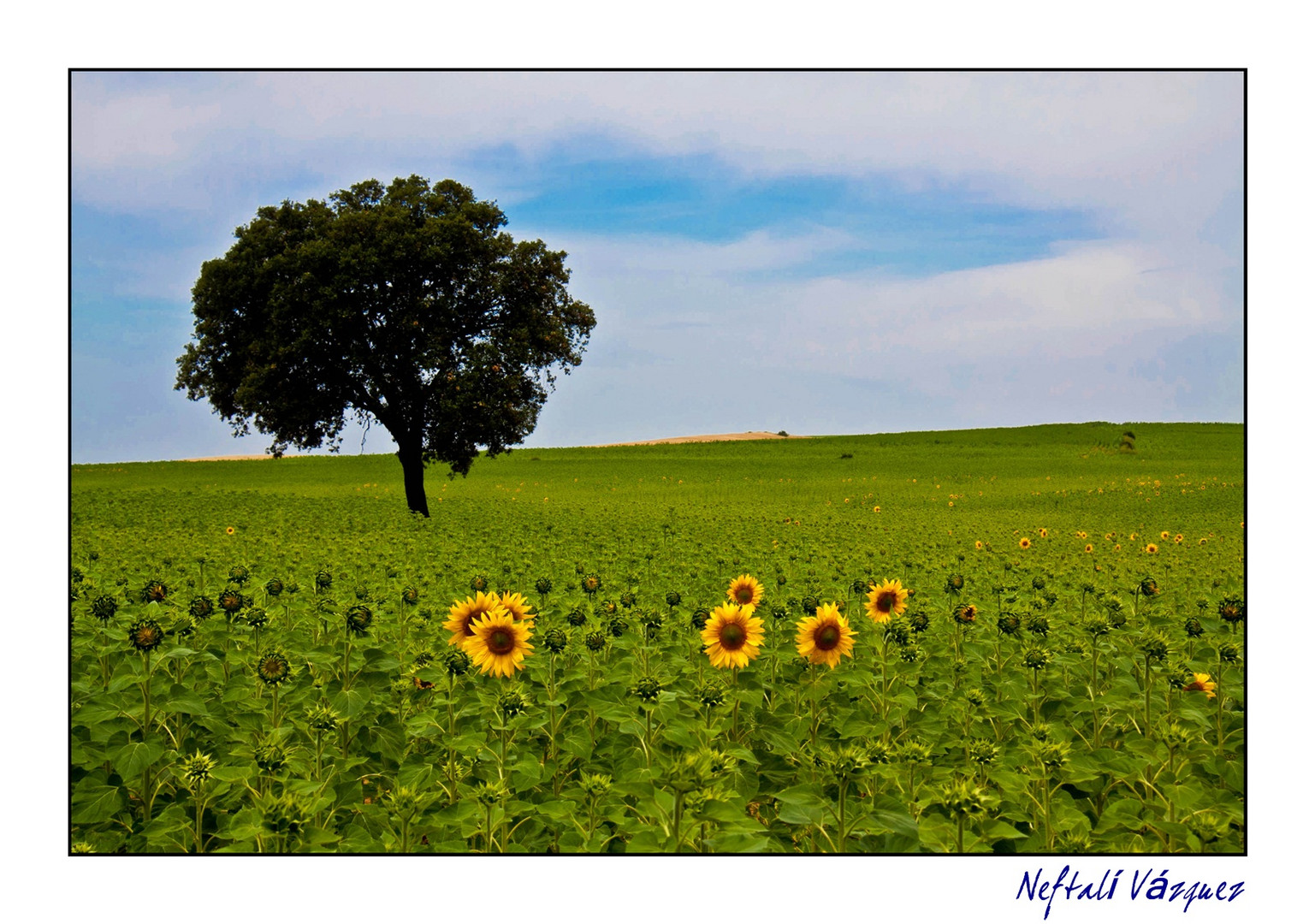 Girasoles (1)