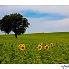 Girasoles (1)