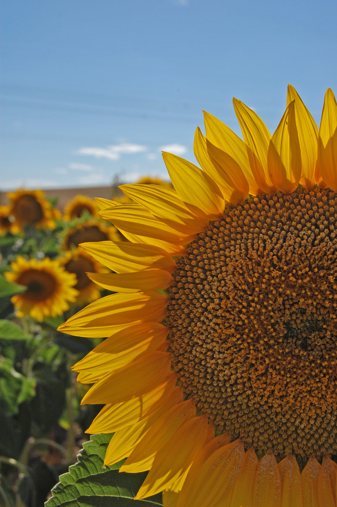 Girasoles