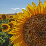 Girasoles