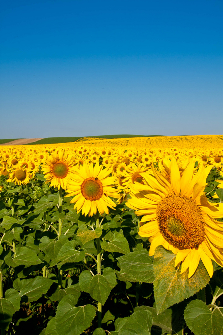 Girasoles (2)