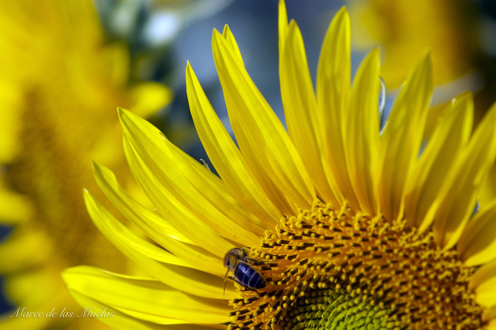 ...Girasoles 2015 2...