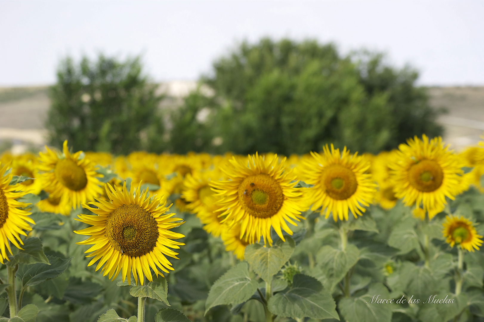 ...Girasoles 2015 3...