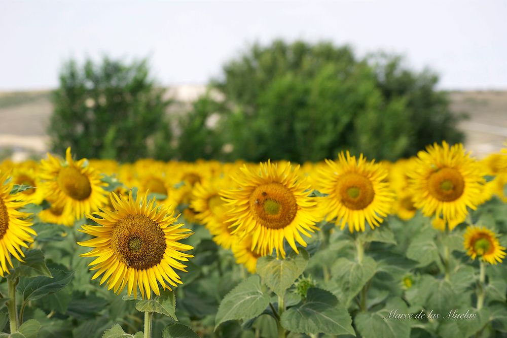 ...Girasoles 2015 3...