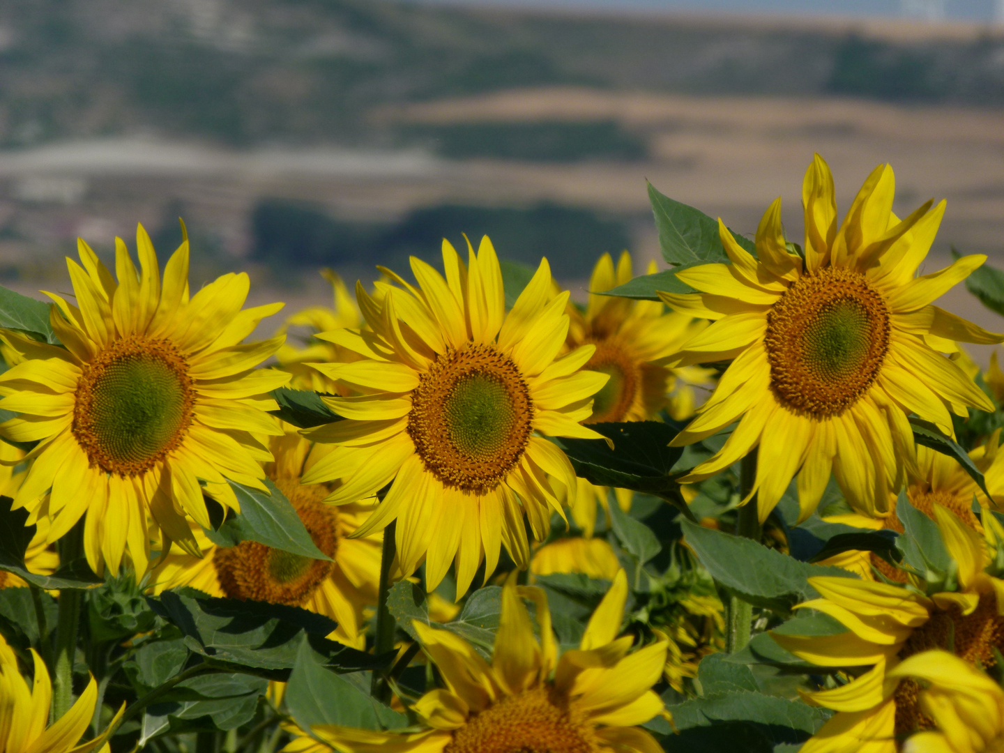 girasoles