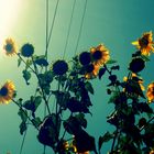 girasoles <3