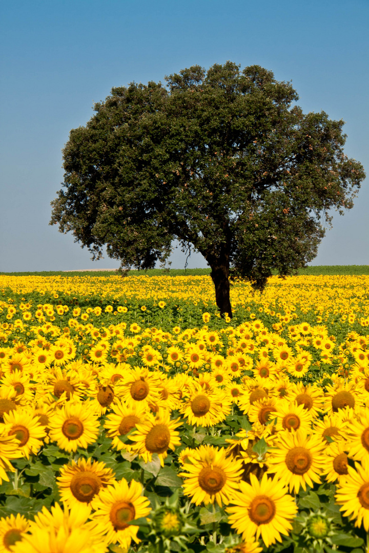 Girasoles (3)