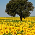 Girasoles (3)