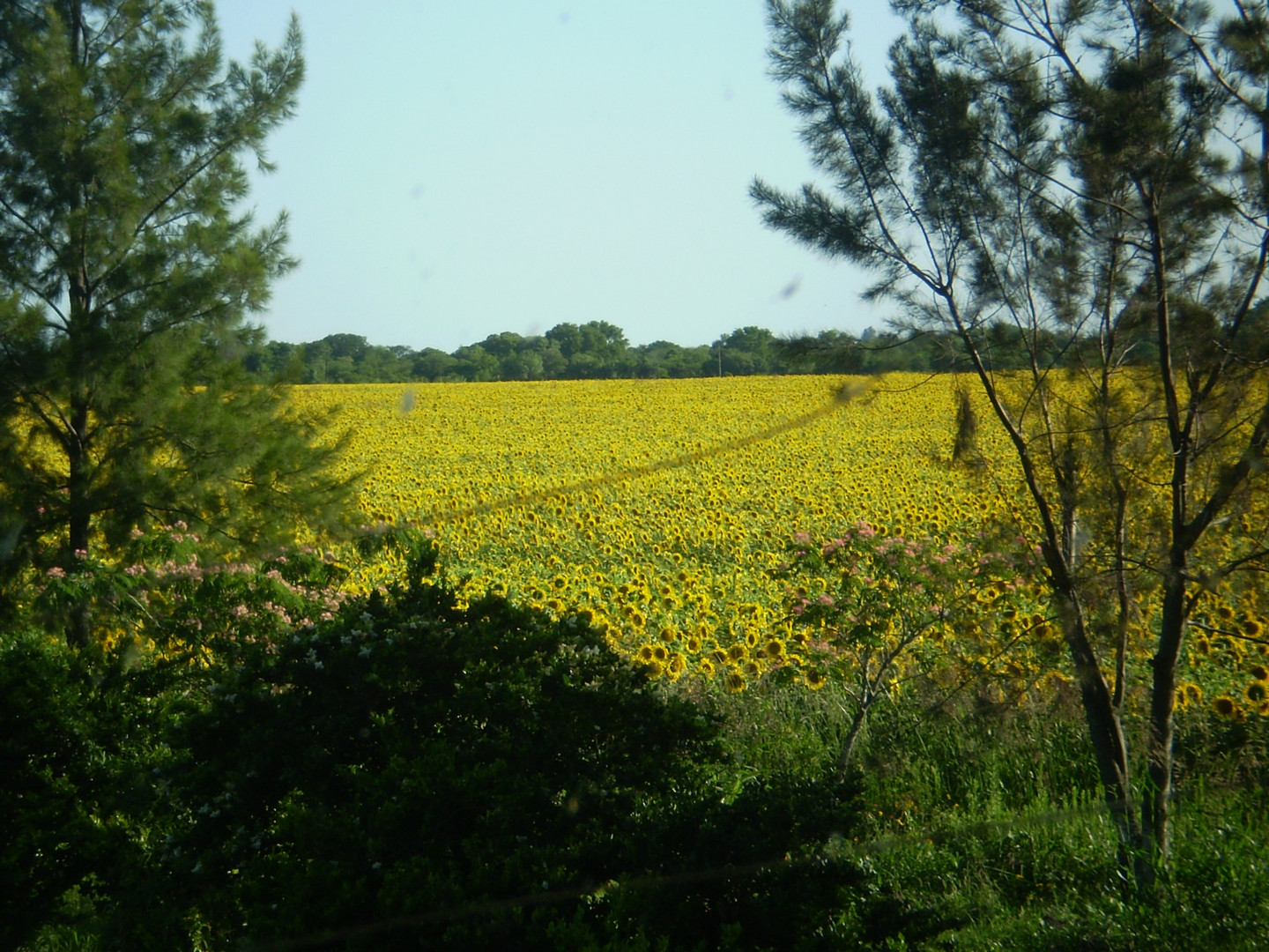 Girasoles