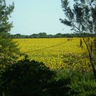 Girasoles