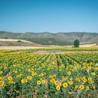 girasoles