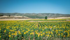 girasoles