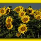 girasoles