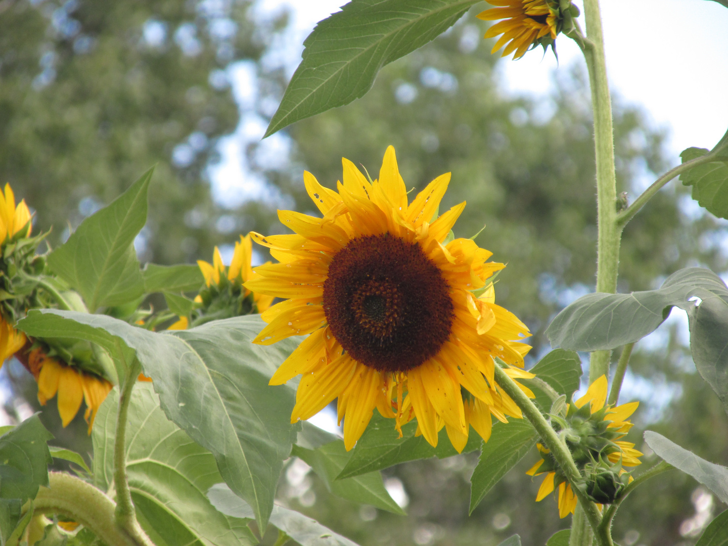 girasoles