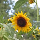 girasoles