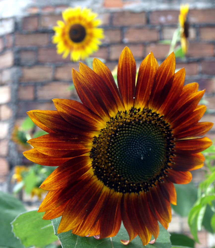 Girasoles