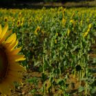 Girasoles