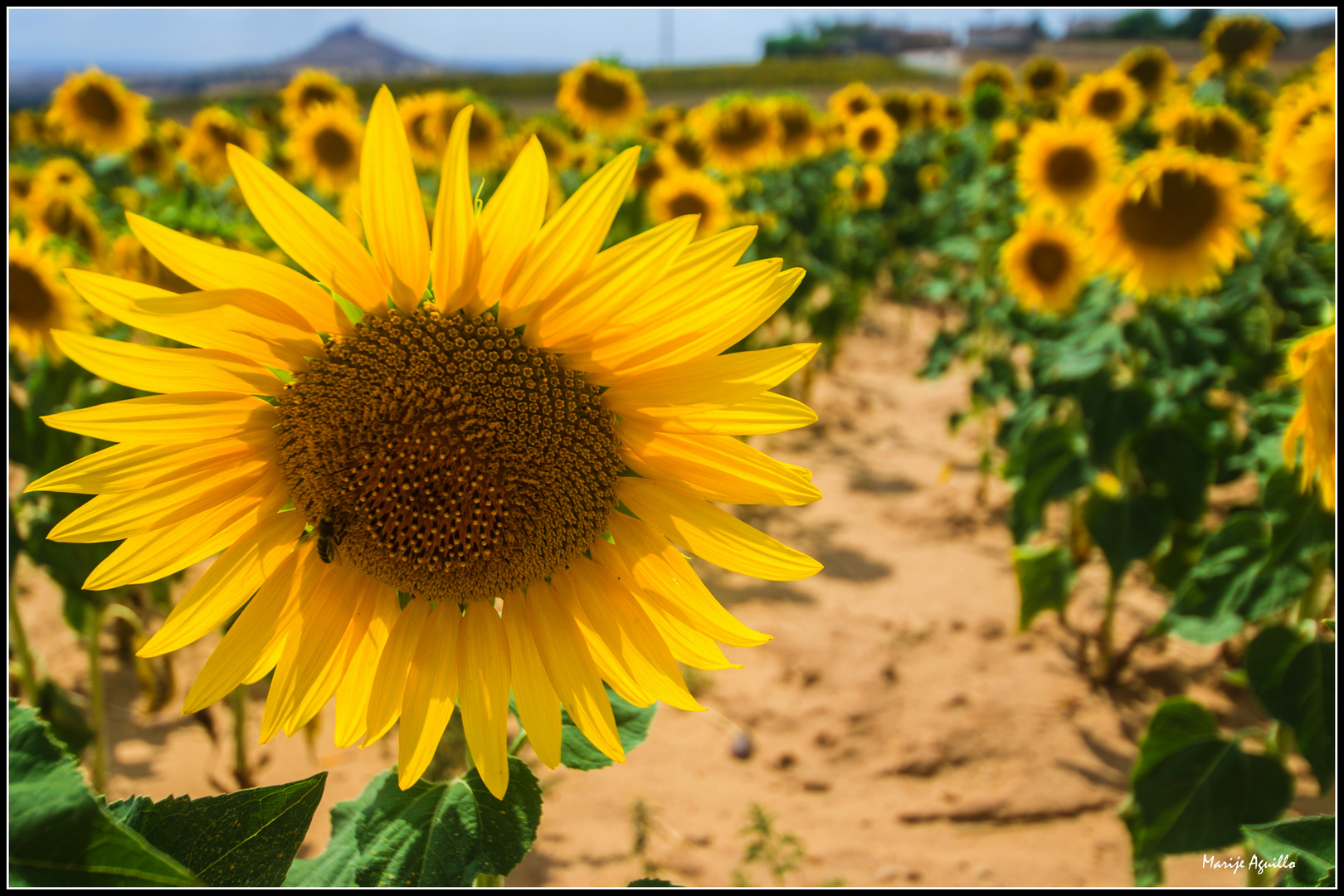 Girasoles