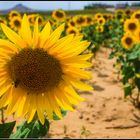 Girasoles