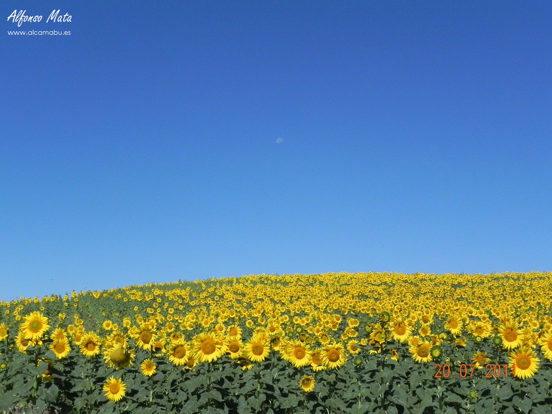 GIRASOLES