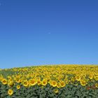 GIRASOLES