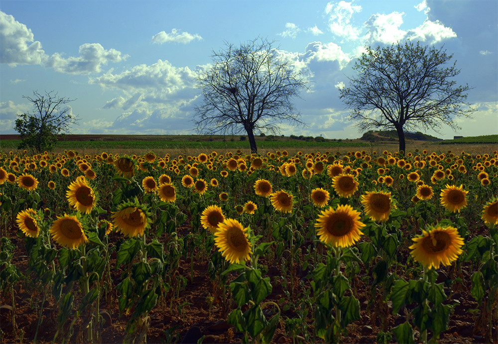 Girasoles