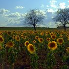 Girasoles