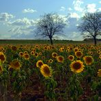 Girasoles