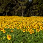 Girasoles