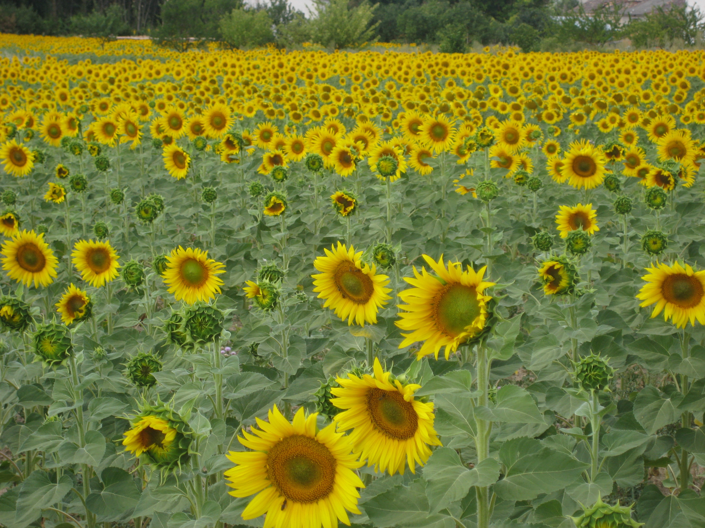 Girasoles