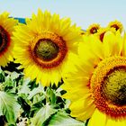 Girasoles