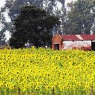 Girasoles