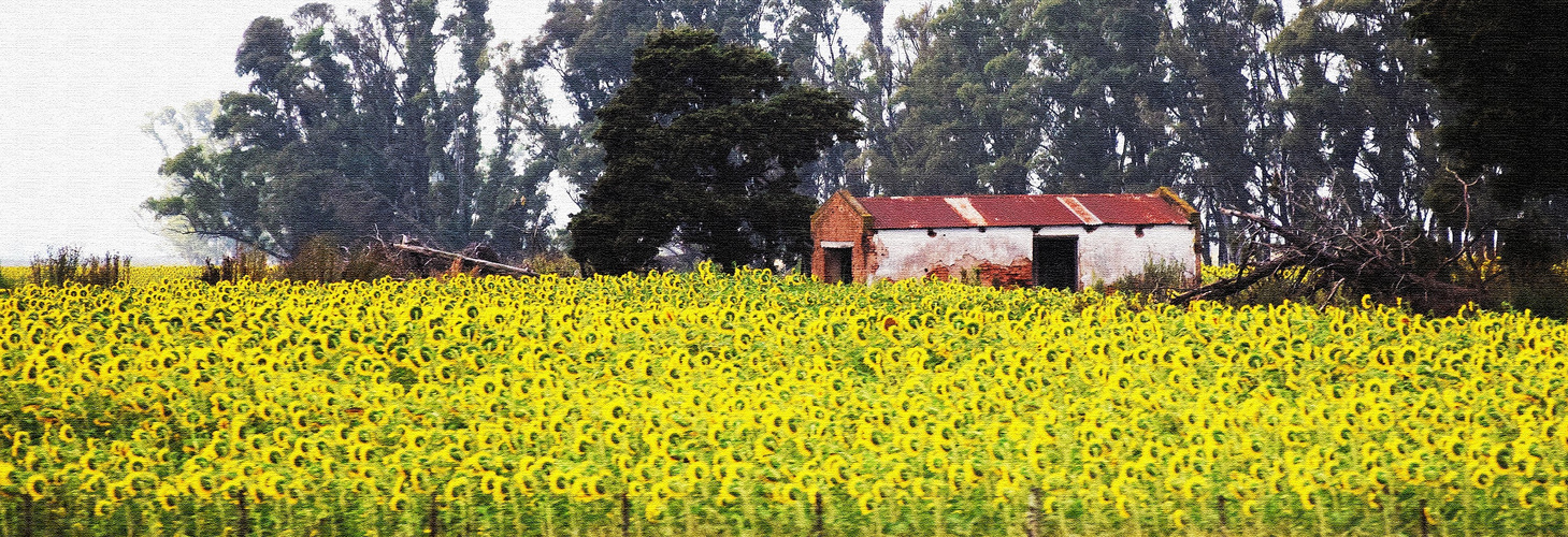 Girasoles