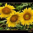 GIRASOLES