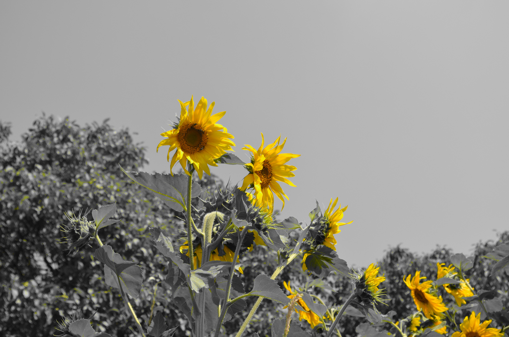 girasoles:)