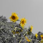 girasoles:)