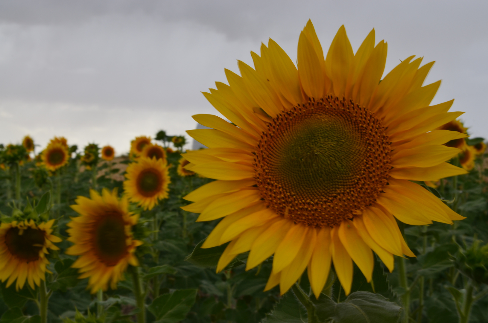 girasoles