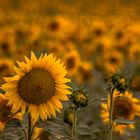 Girasoles al atardecer.