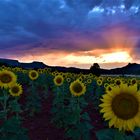 Girasoles al atardecer