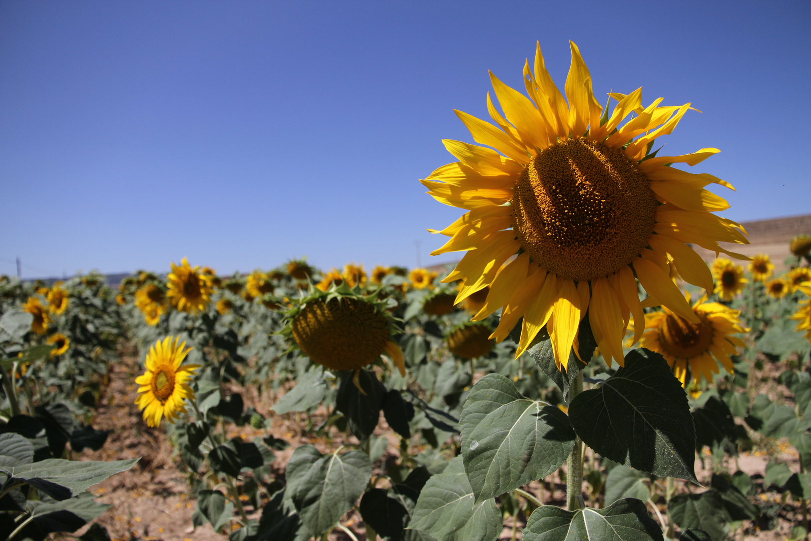 Girasoles Aragonés