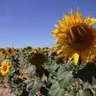 Girasoles Aragonés